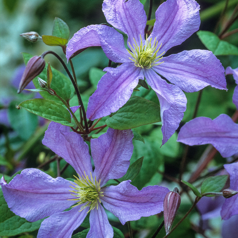 Crown Clematis Collection