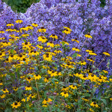 Sun in Autumn Perennial Combination