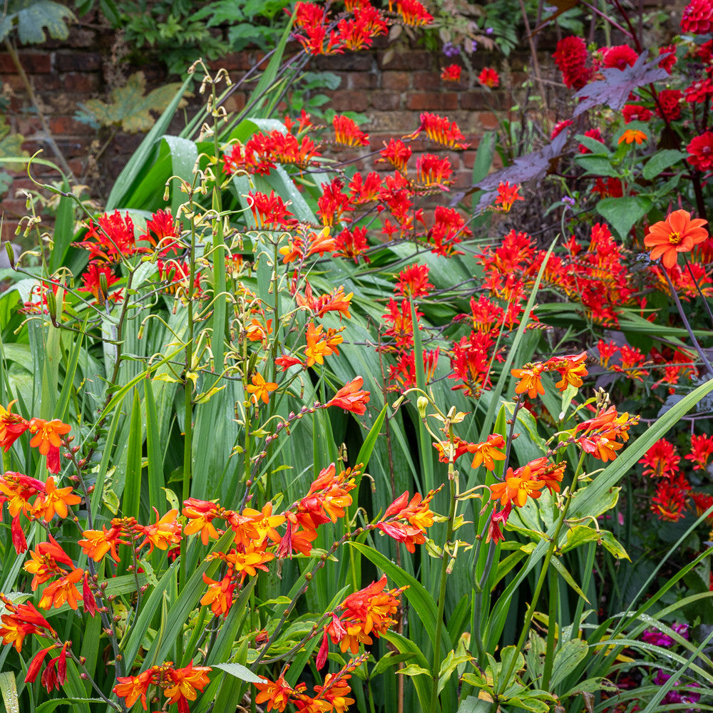 Glowing Embers Crocosmia Combination