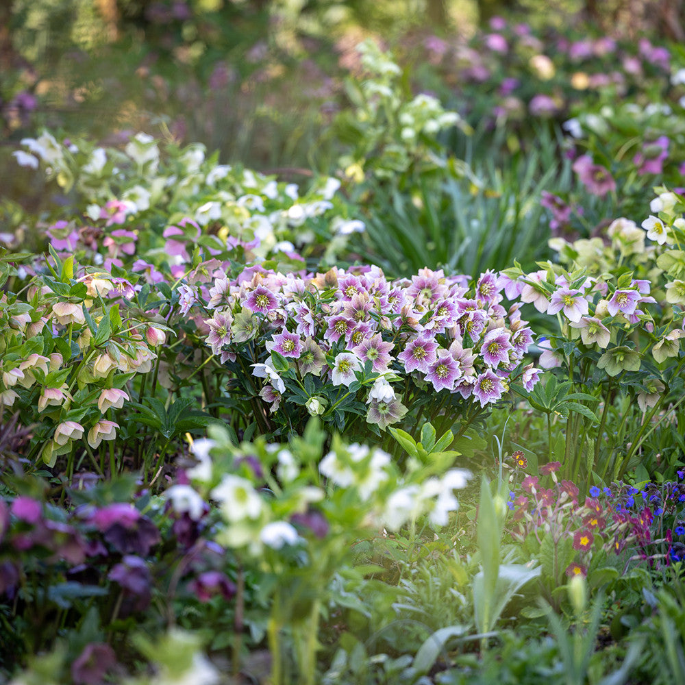 Perch Hill Bed of Hellebores