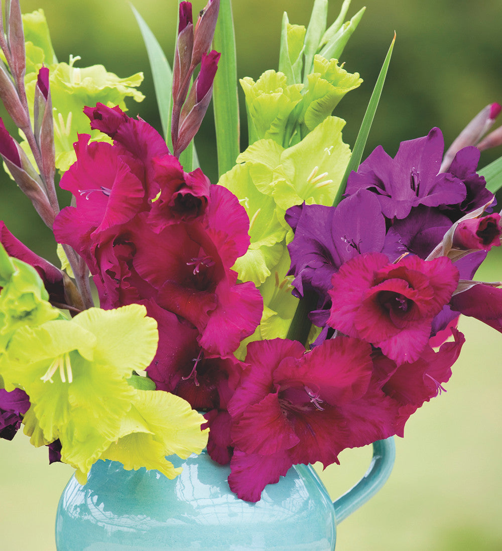 Gladiolus 'Plum Tart'