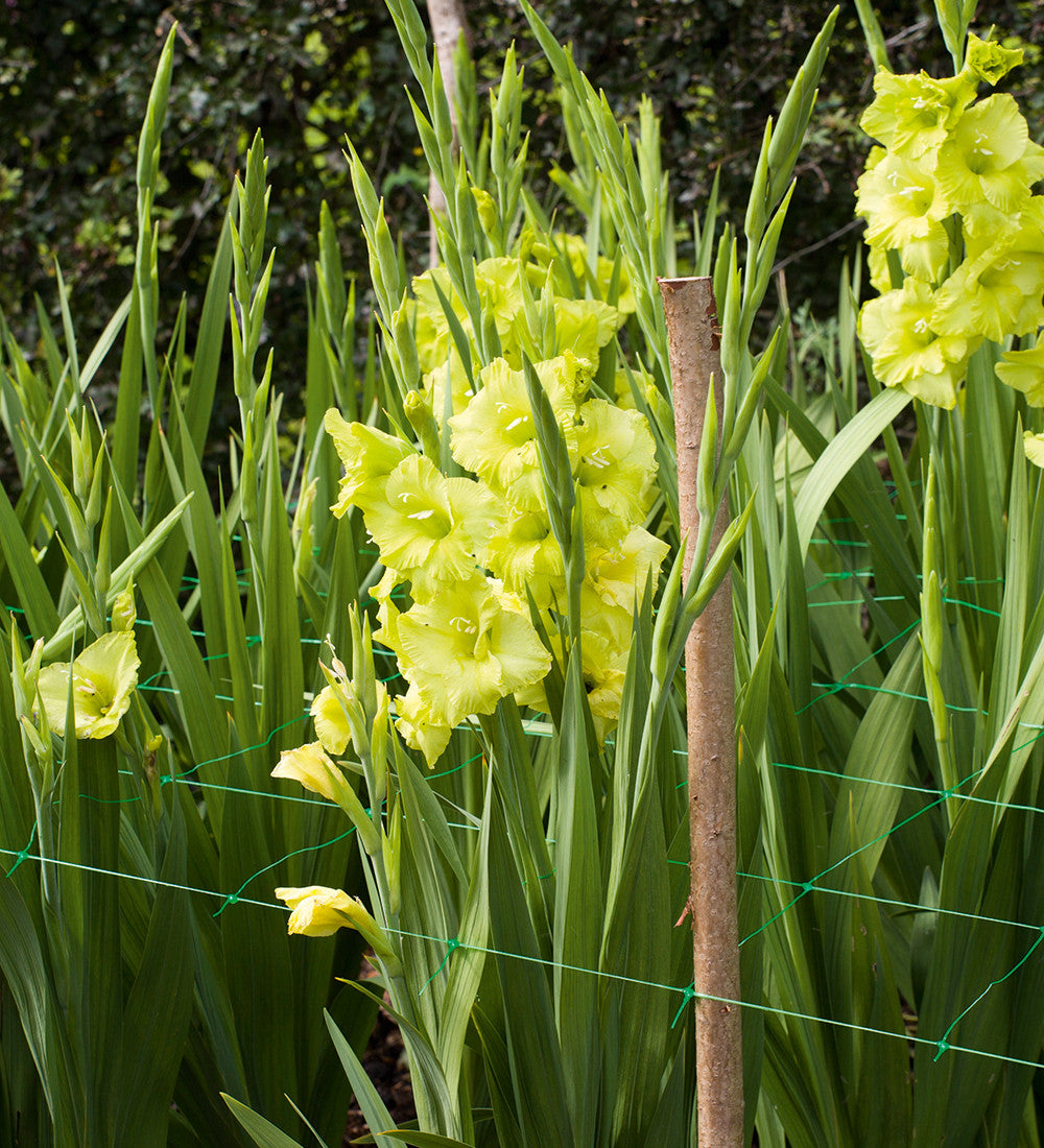 Velvet Gladioli Collection