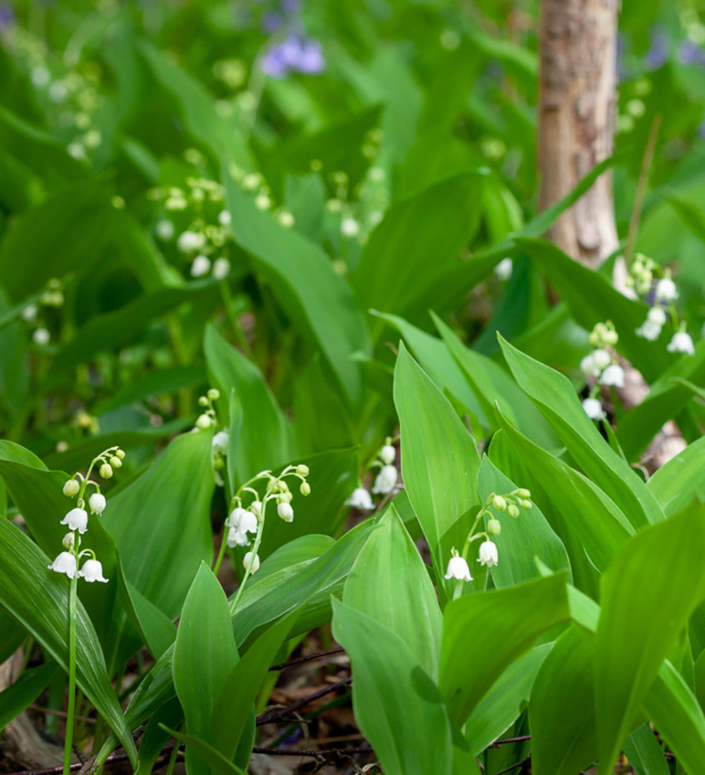 Buy Convallaria Majalis | Lily of the Valley | Sarah Raven