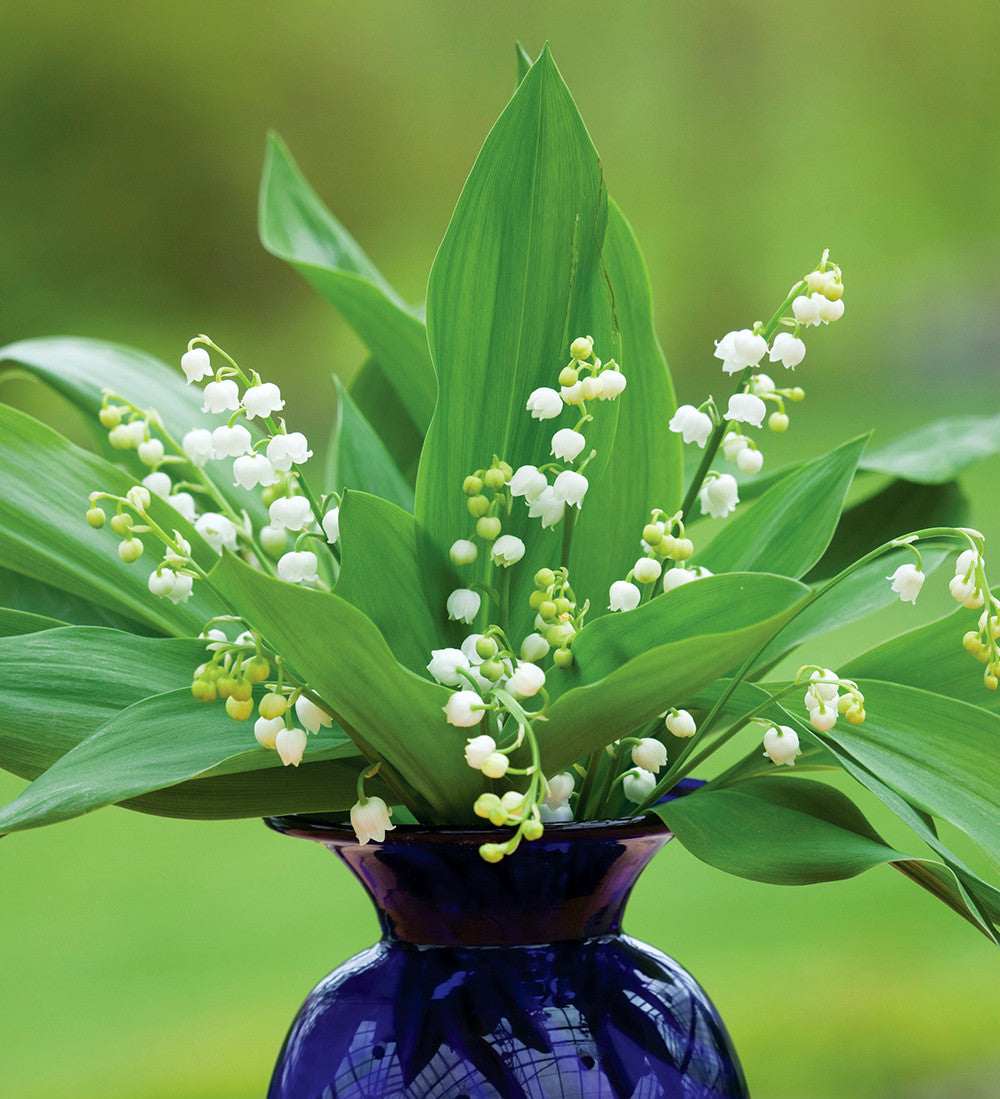 Convallaria majalis (Lily of the Valley)