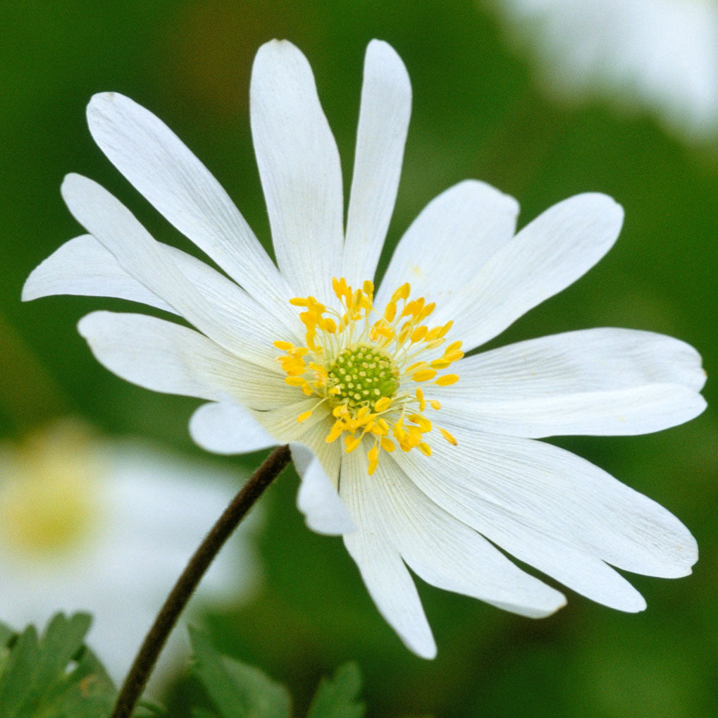 Anemone blanda 'White Splendour'