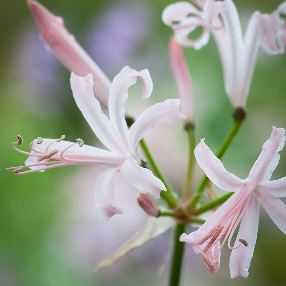 Nerine bowdenii 'Ostara'