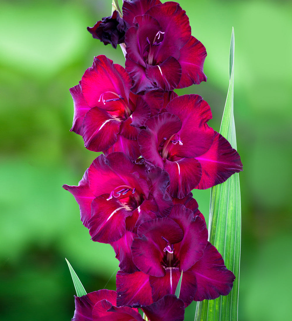 Hollywood Gladioli Collection