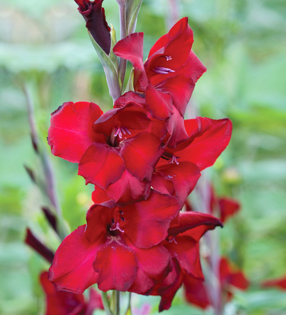 Hollywood Gladioli Collection