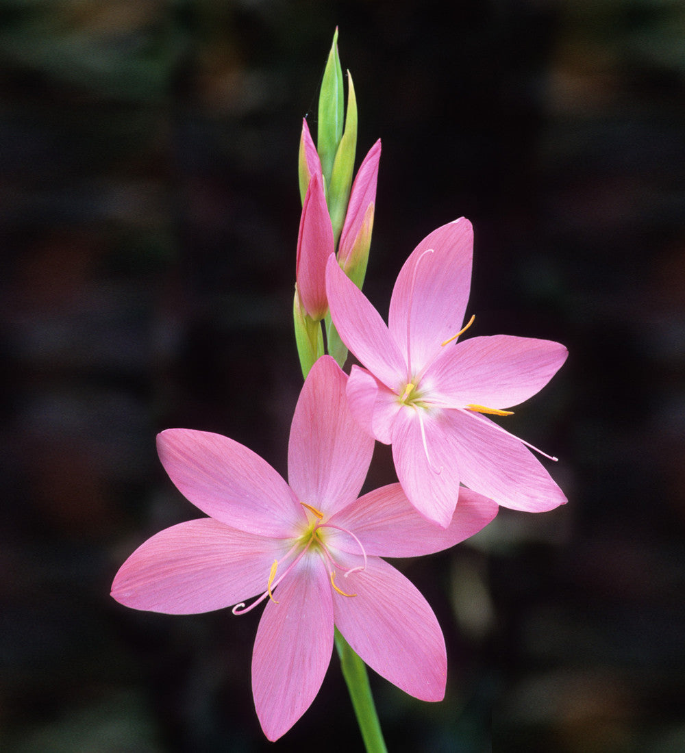 Hesperantha coccinea 'Sunrise'