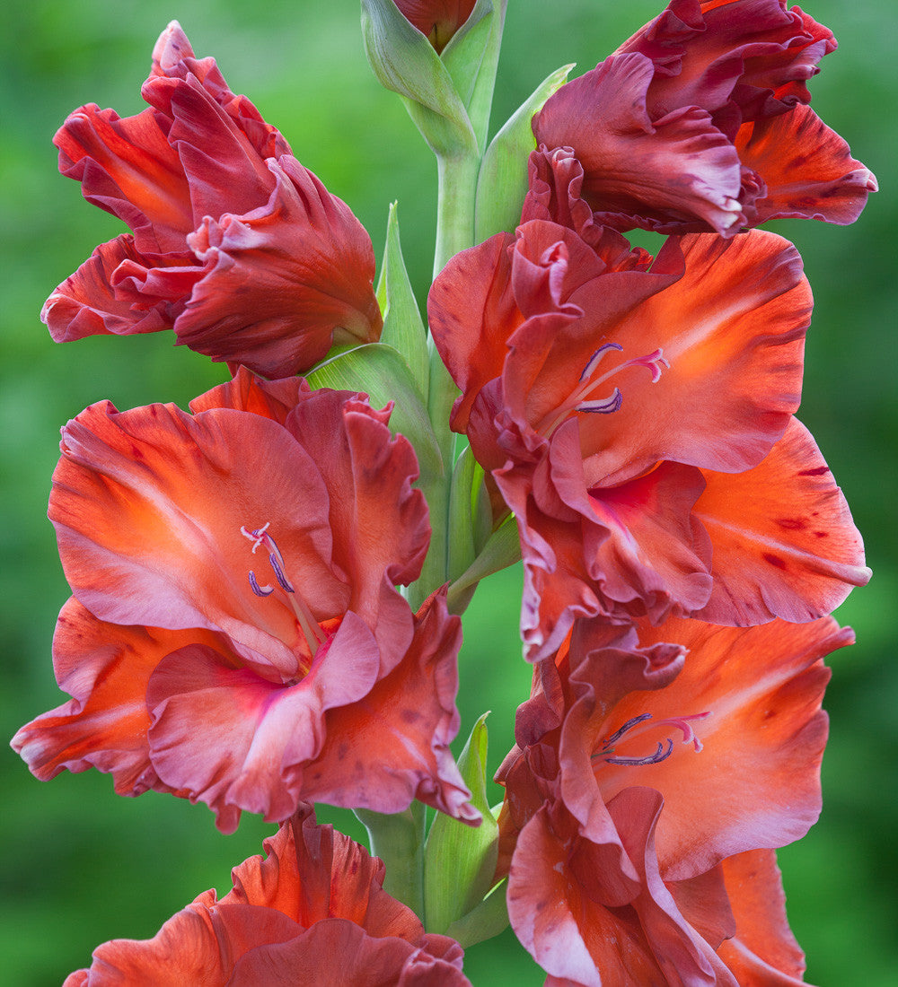 Gladiolus 'Bimbo'