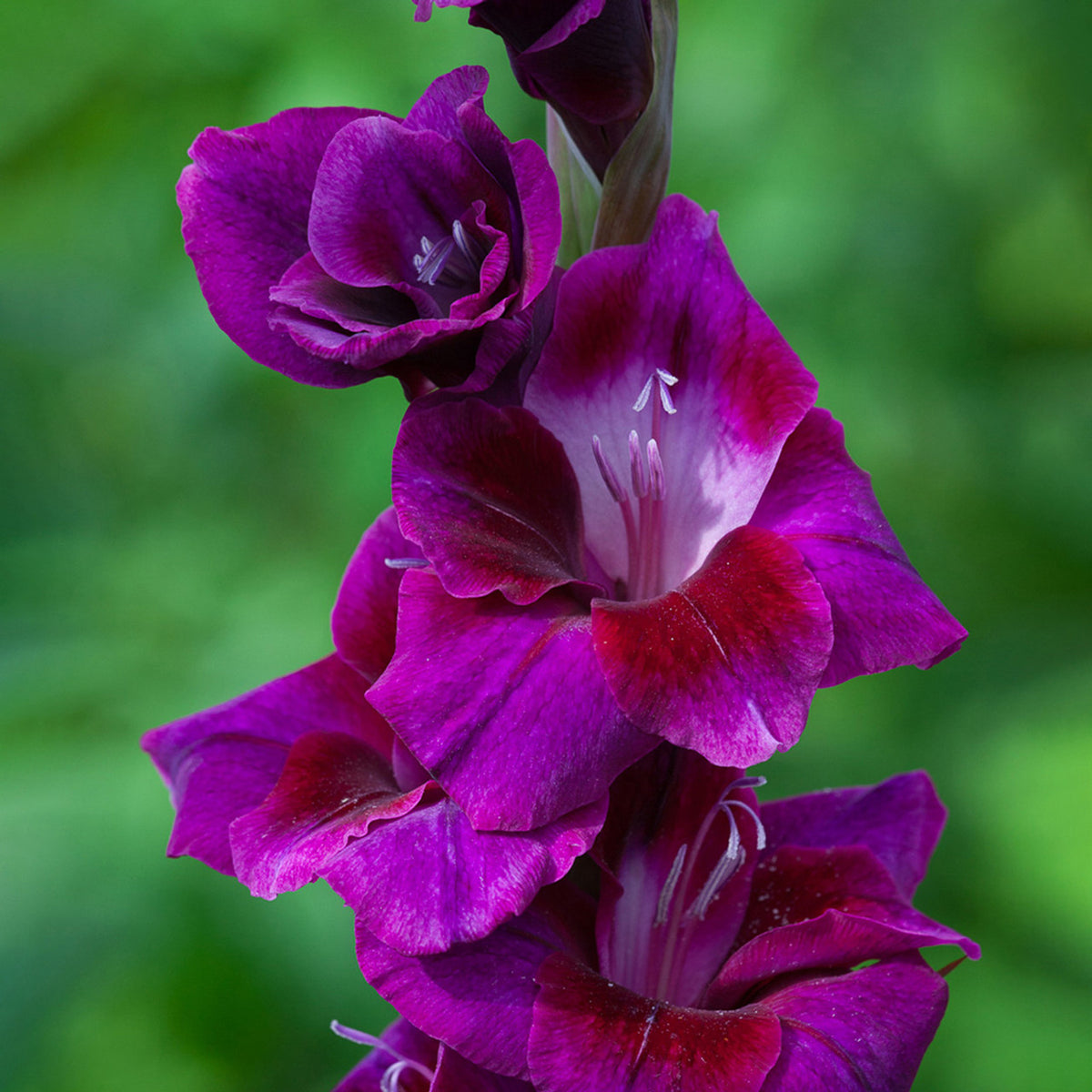 Gladiolus 'Next Level'