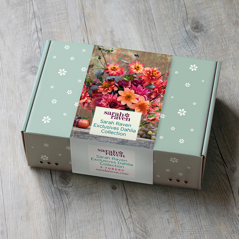 Sarah Raven Exclusives Dahlia Collection in a Gift Box (4 tubers)