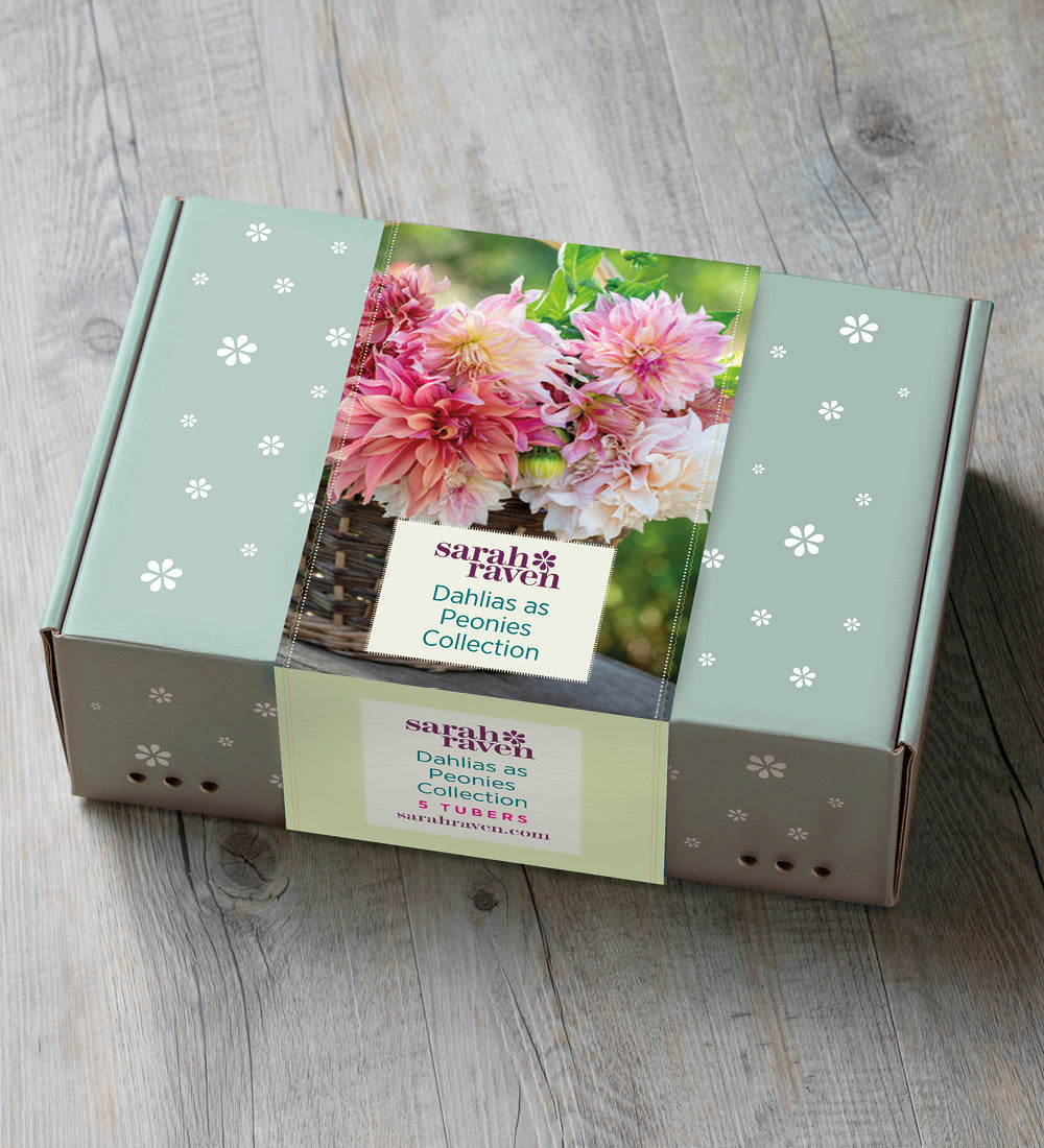Dahlias as Peonies Collection in a Gift Box (5 tubers)