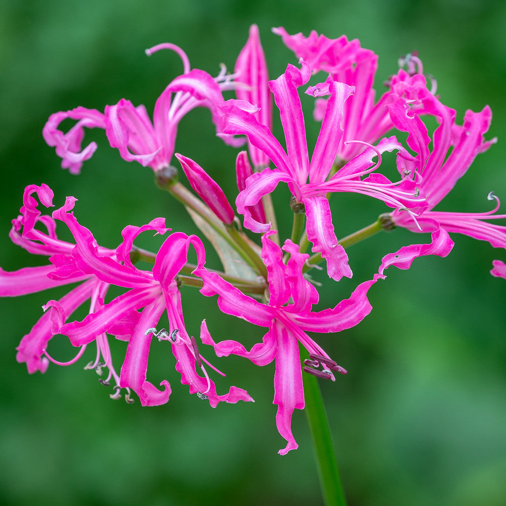 Nerine bowdenii 'Isabel' AGM