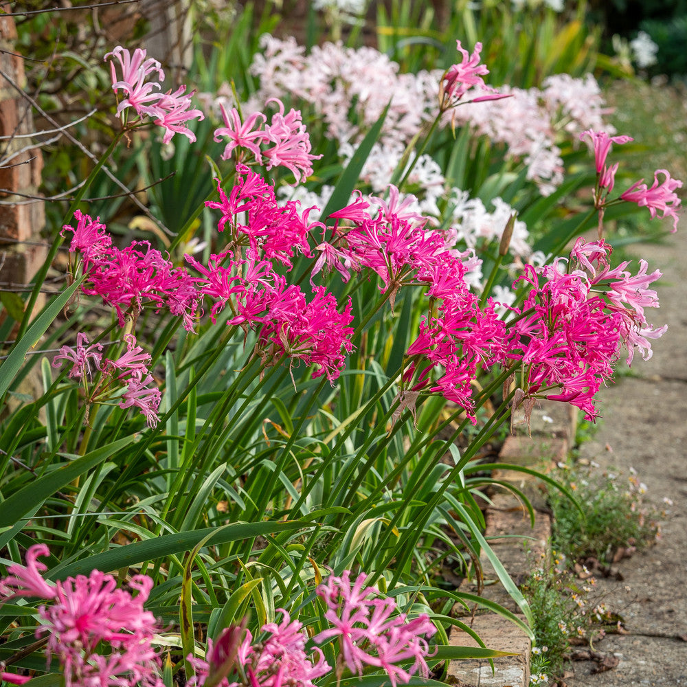 Nerine bowdenii 'Isabel' AGM