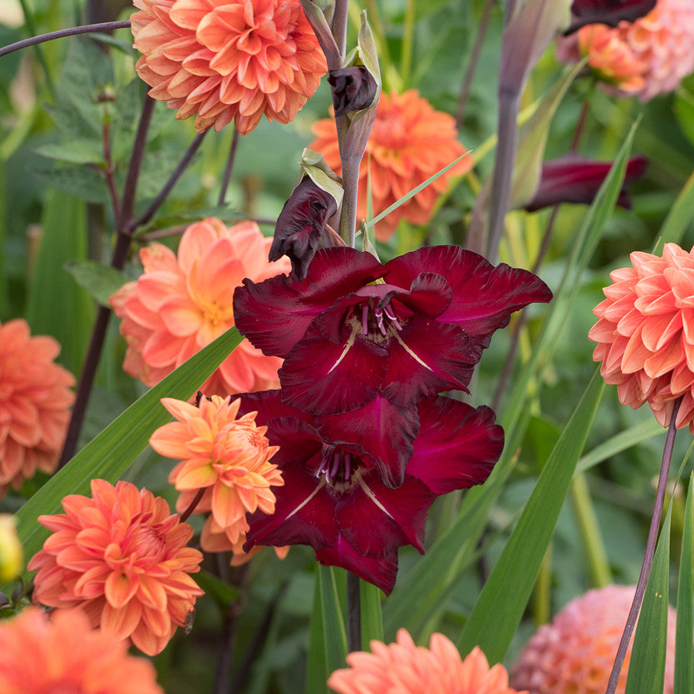 Gladiolus 'Black Surprise'