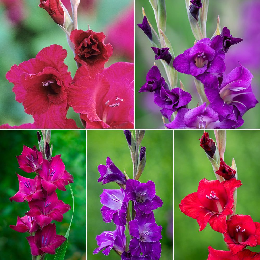 Boiled Sweet Gladioli Collection