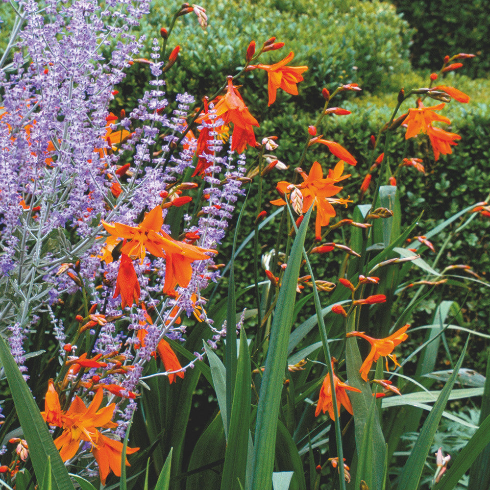 Crocosmia 'Star of the East'