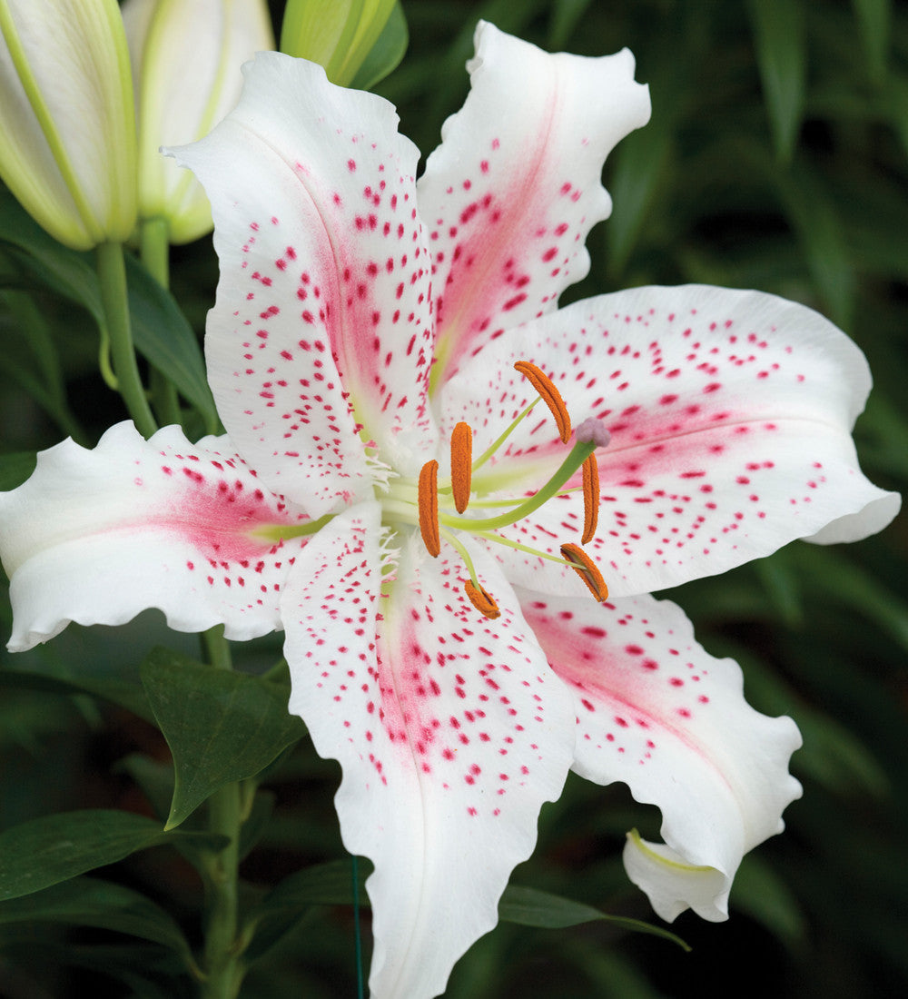 Lilium 'Muscadet' (Oriental)