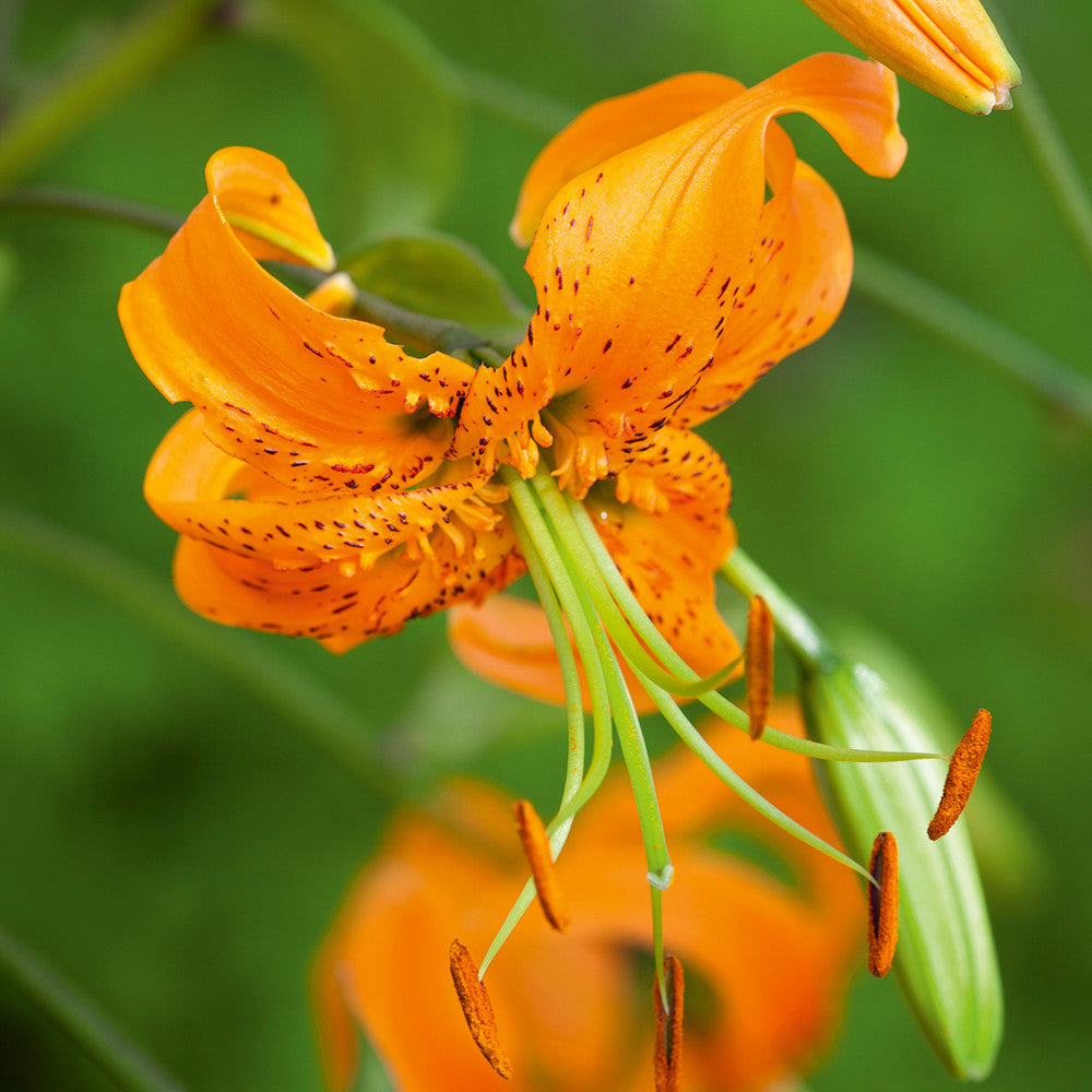 Lilium 'Henryi'
