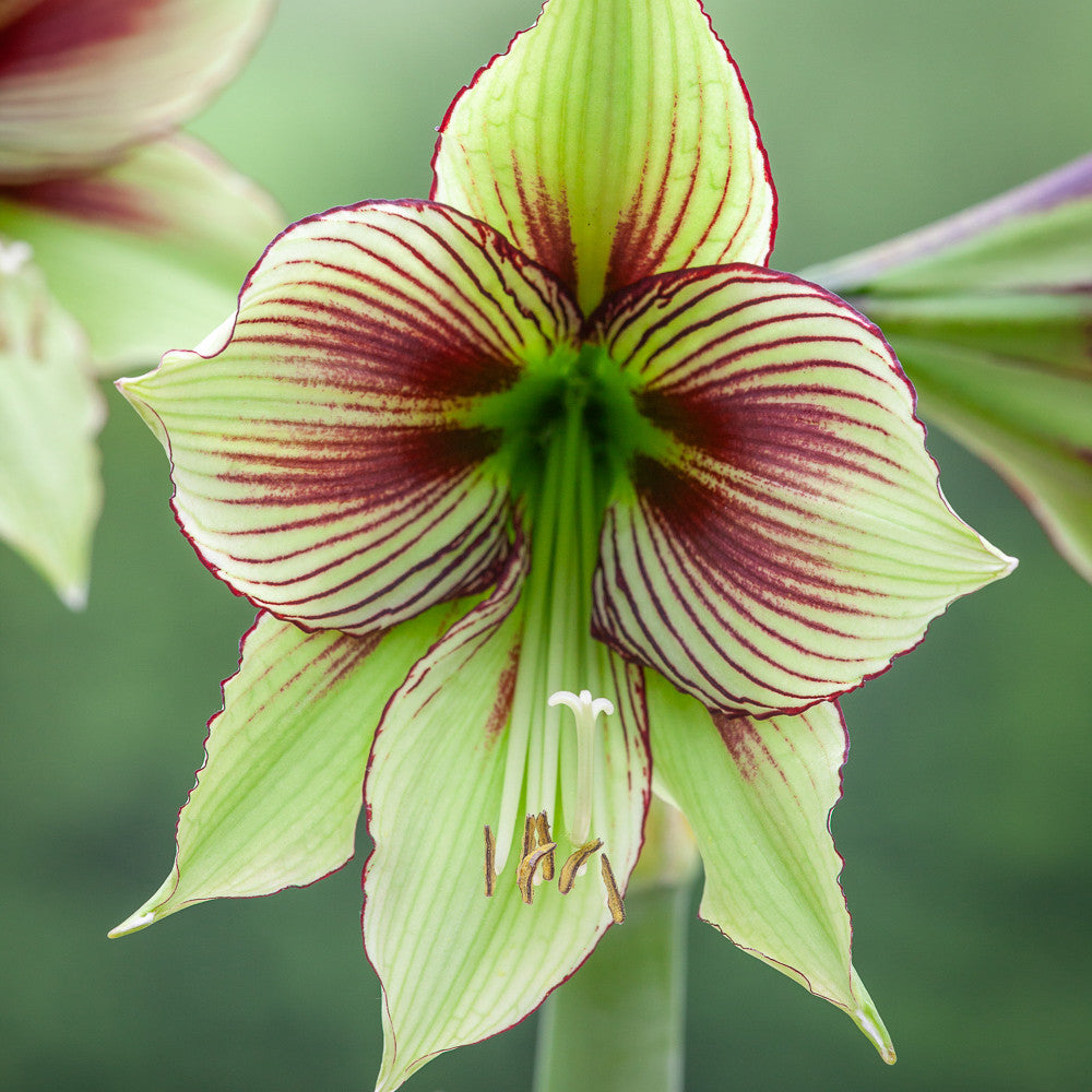 Amaryllis 'Papillio'