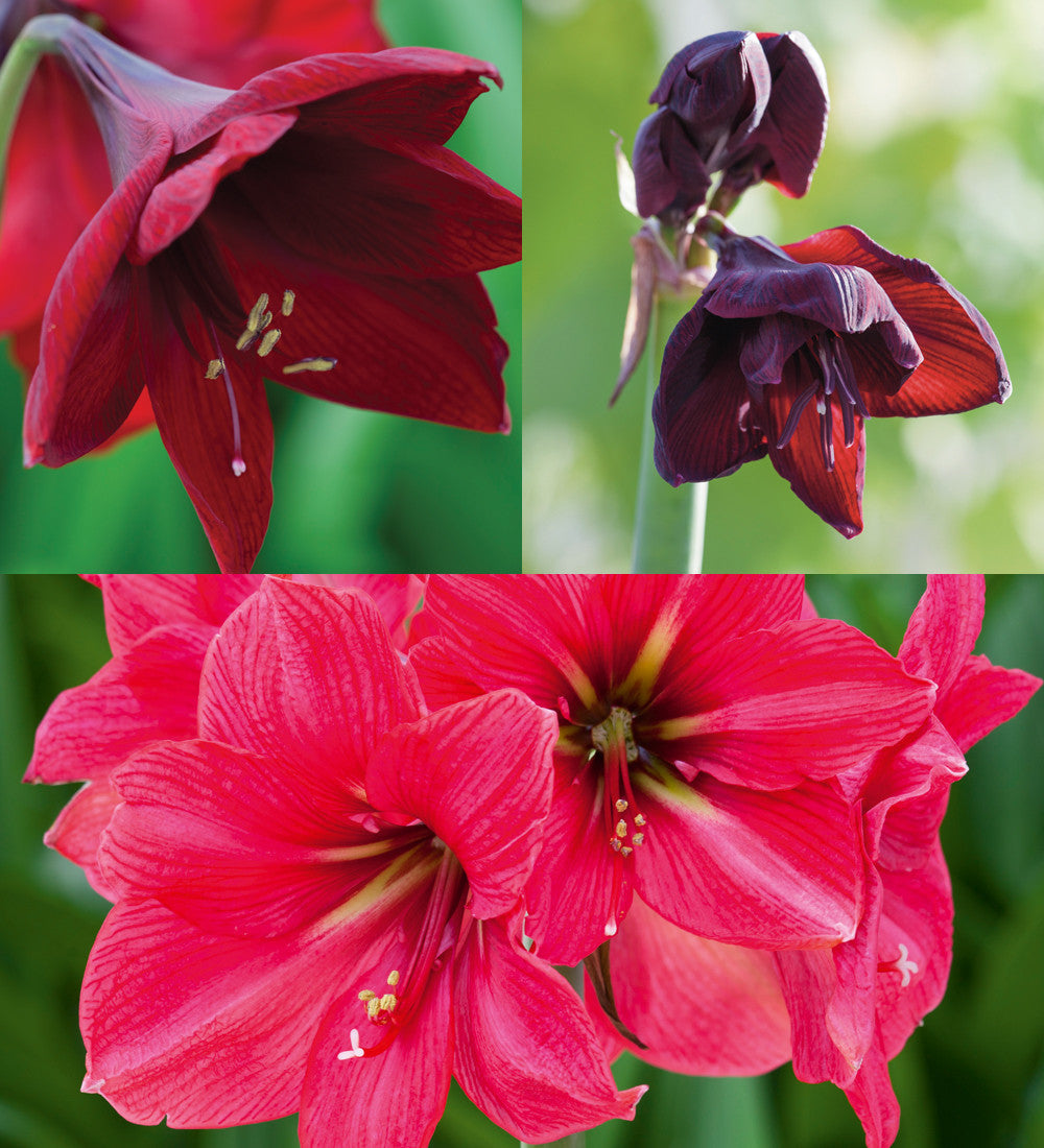 Christmas Amaryllis Collection