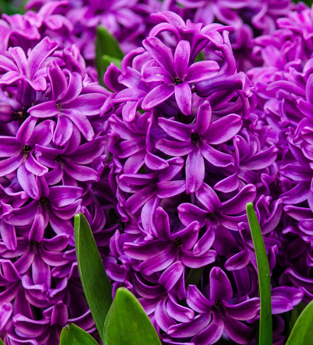 Hyacinthus orientalis 'Miss Saigon' for Forcing