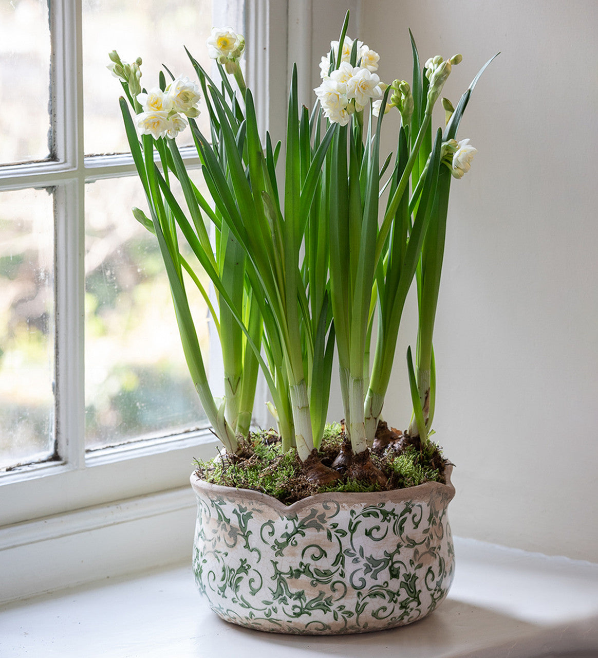 Paperwhites in Wavy Edged Green Ceramic Bowl
