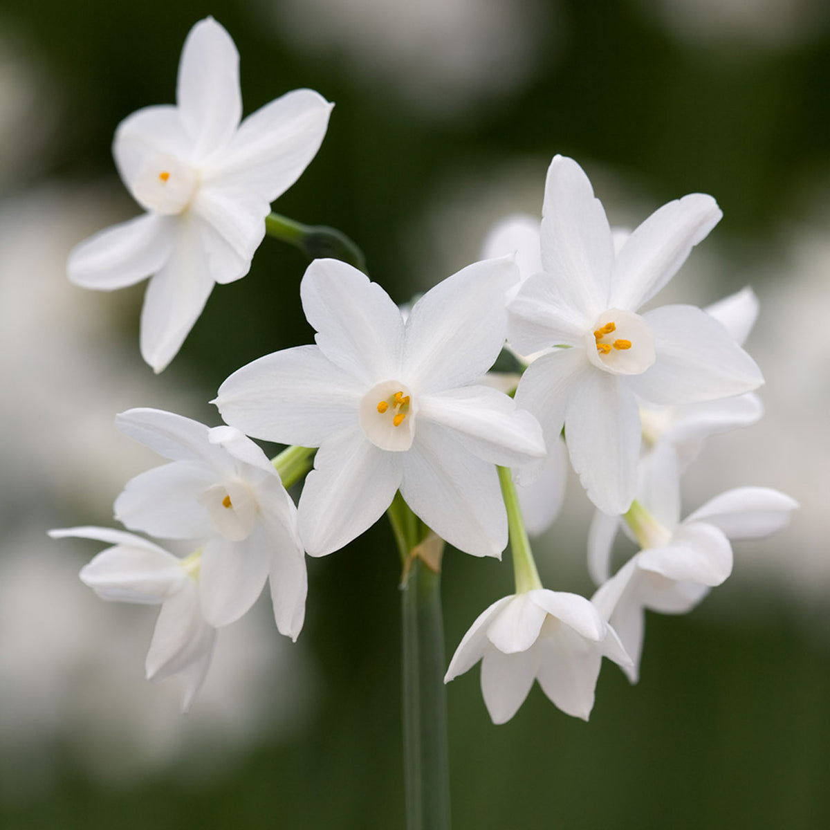 Paperwhites in Wavy Edged Green Ceramic Bowl