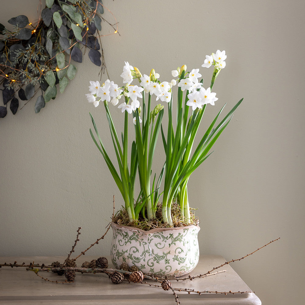 Paperwhites in Wavy Edged Green Ceramic Bowl