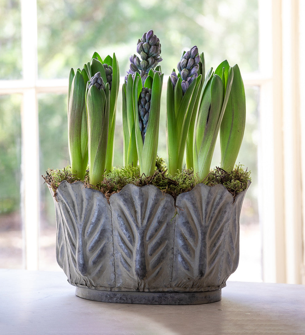 Hyacinths in Leaf Planter