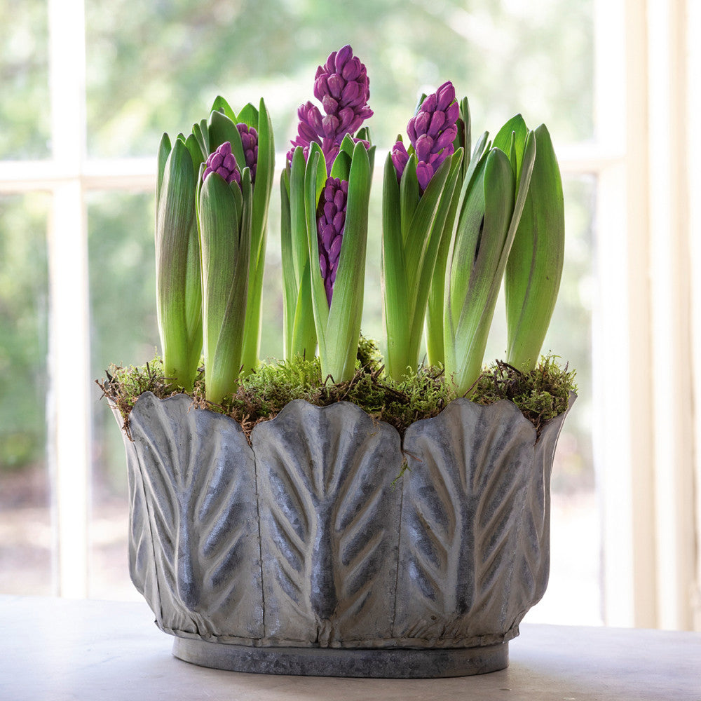 Hyacinths in Leaf Planter