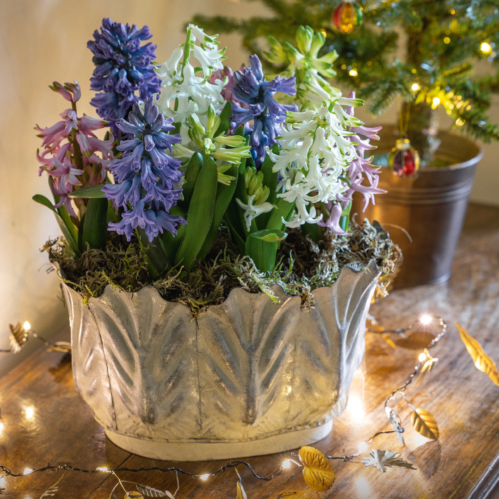 Hyacinths in Leaf Planter