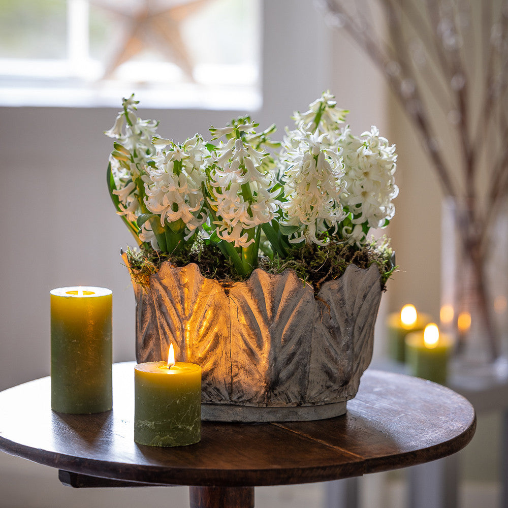 Hyacinths in Leaf Planter