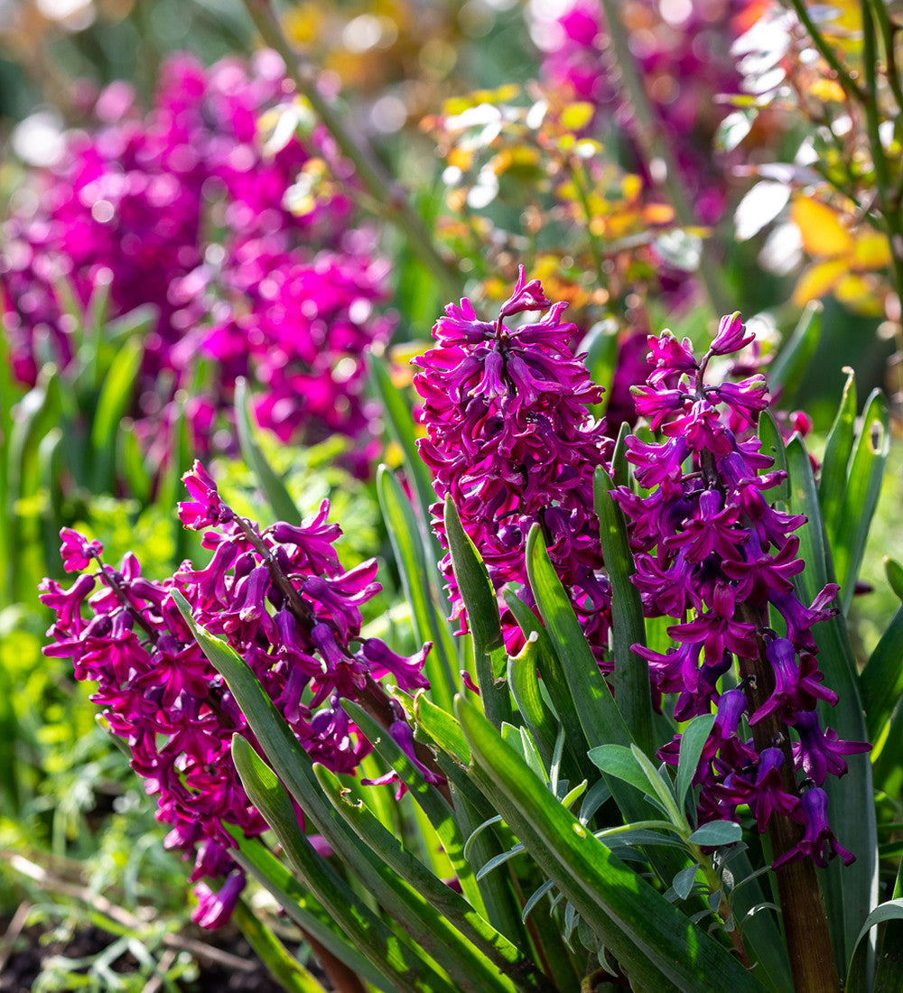 Hyacinths in Leaf Planter