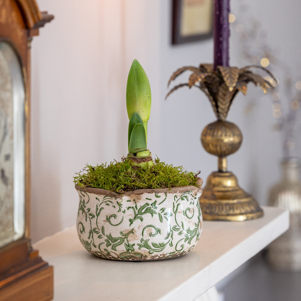 Amaryllis in a Wavy Edged Ceramic Bowl