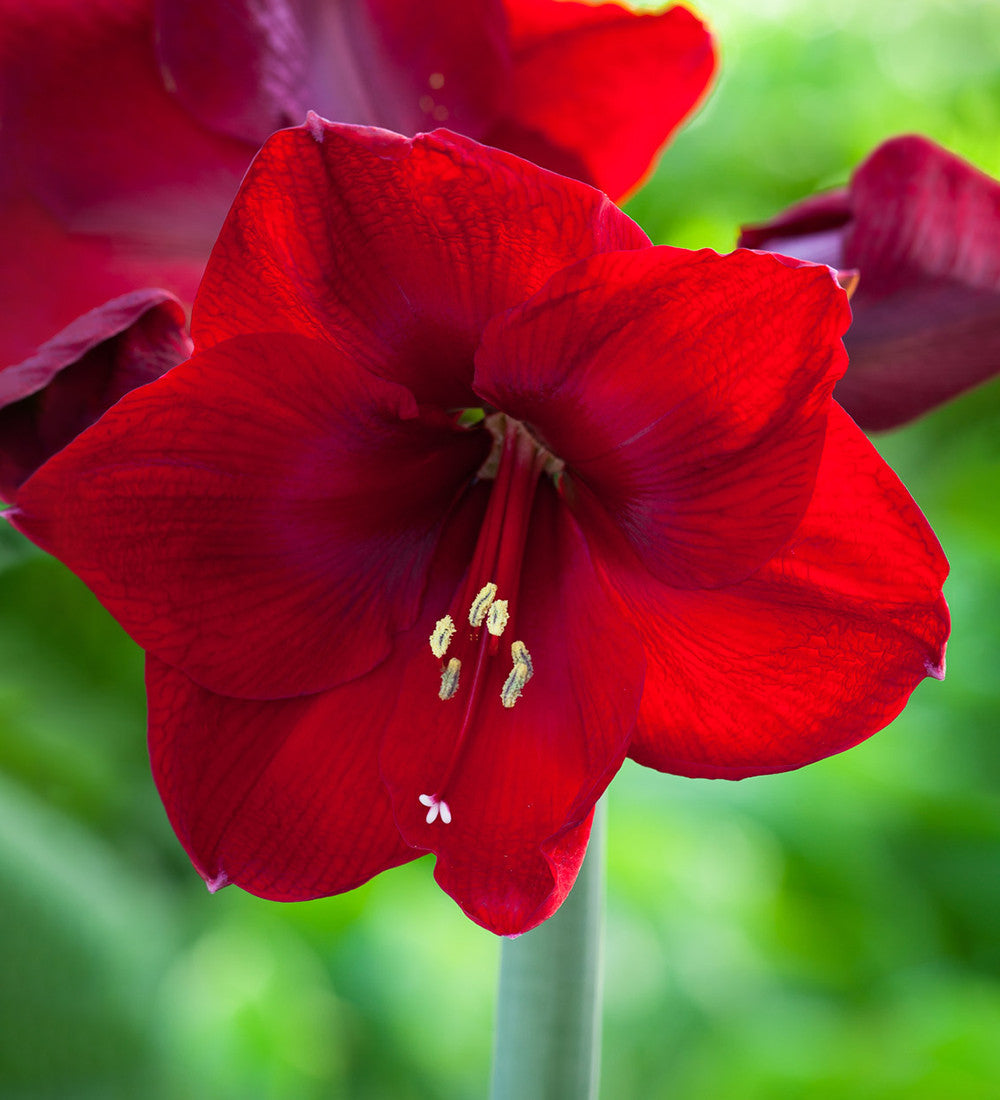 Amaryllis in a Wavy Edged Ceramic Bowl