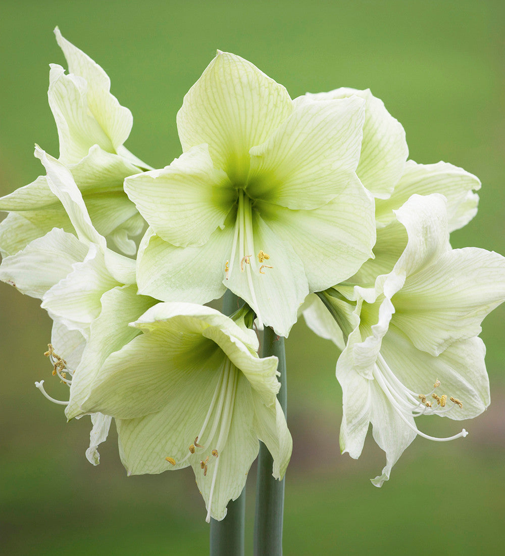 Amaryllis in a Wavy Edged Ceramic Bowl
