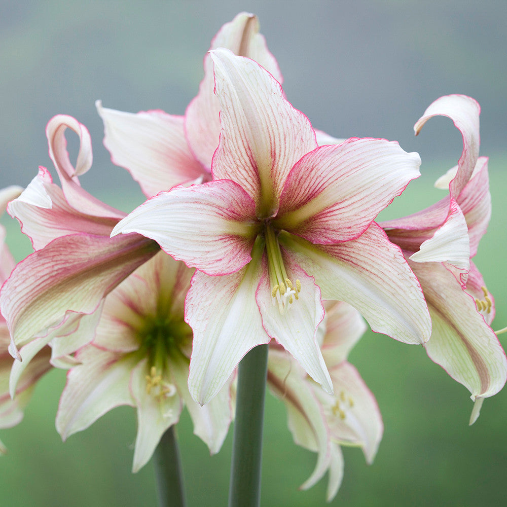 Amaryllis in a Wavy Edged Ceramic Bowl