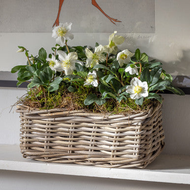 Helleborus niger 'Christmas Carol'