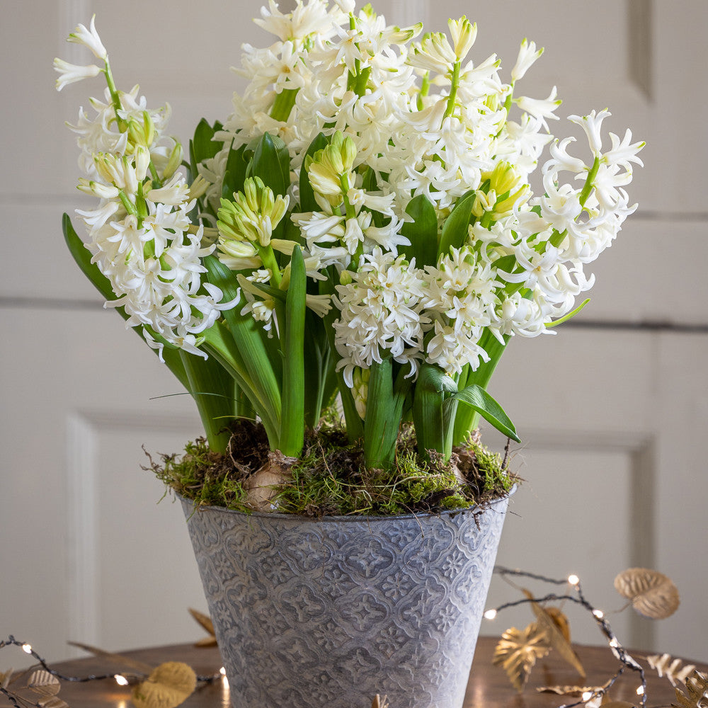 Hyacinths in an Embossed Zinc Pot