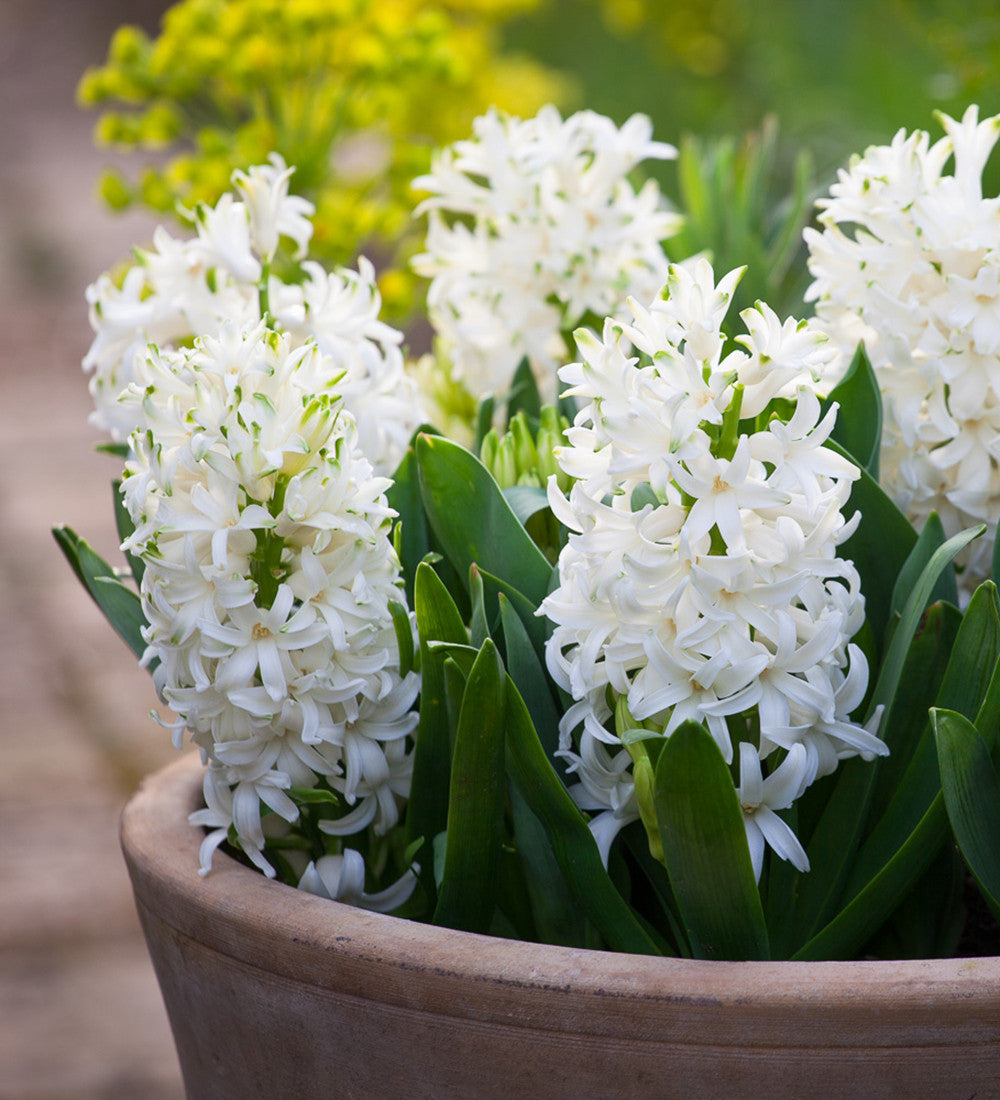 Hyacinths in an Embossed Zinc Pot