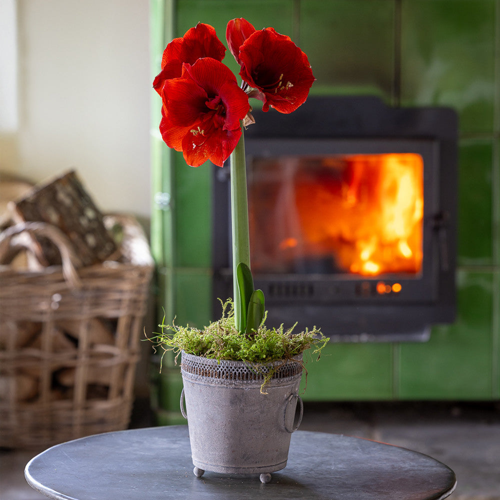 Amaryllis 'Benfica'