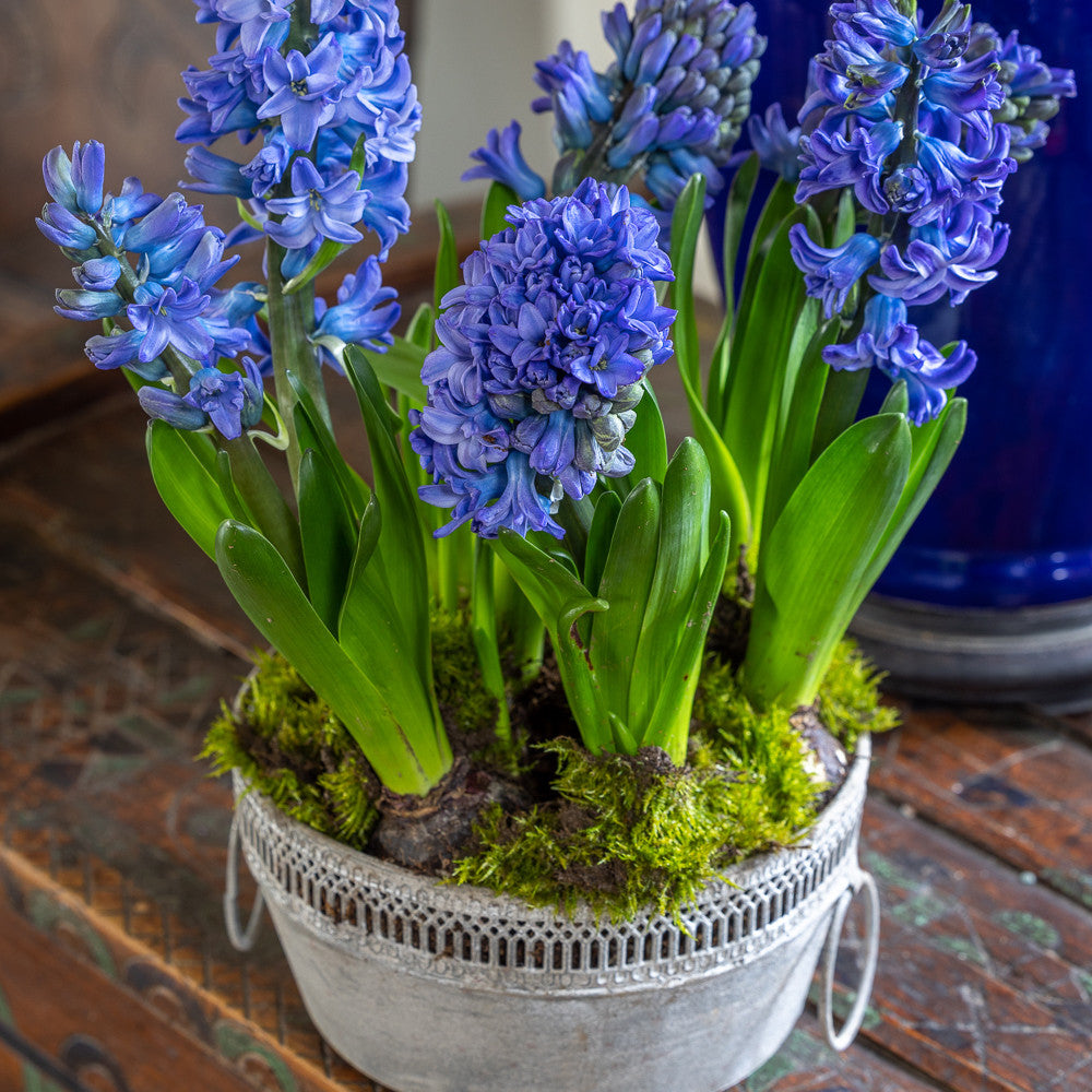 Hyacinths in Zinc Lattice Pot