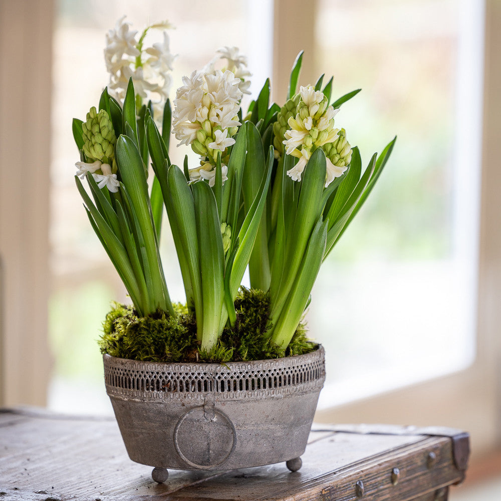Hyacinths in Zinc Lattice Pot