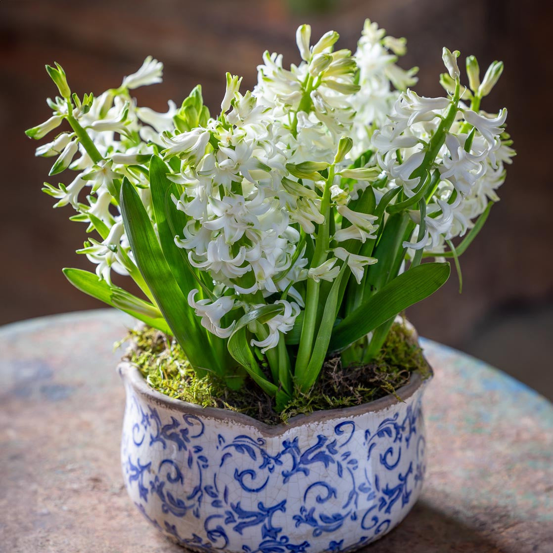 Hyacinths in a Blue Wavy Edged Ceramic Bowl