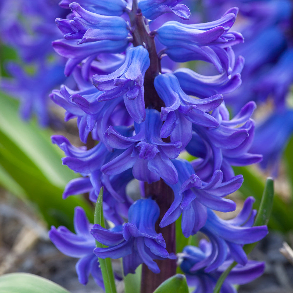 Hyacinths in a Blue Wavy Edged Ceramic Bowl