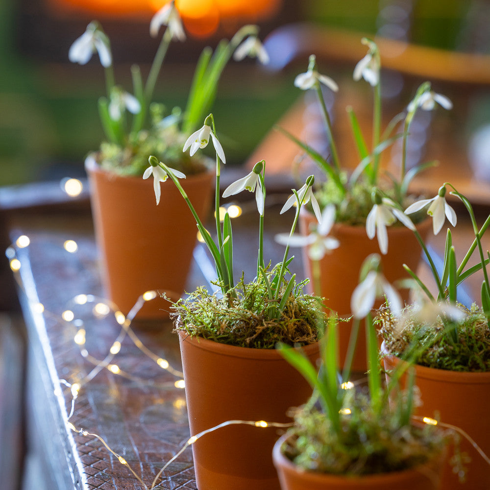 Snowdrops in Terracotta Pots