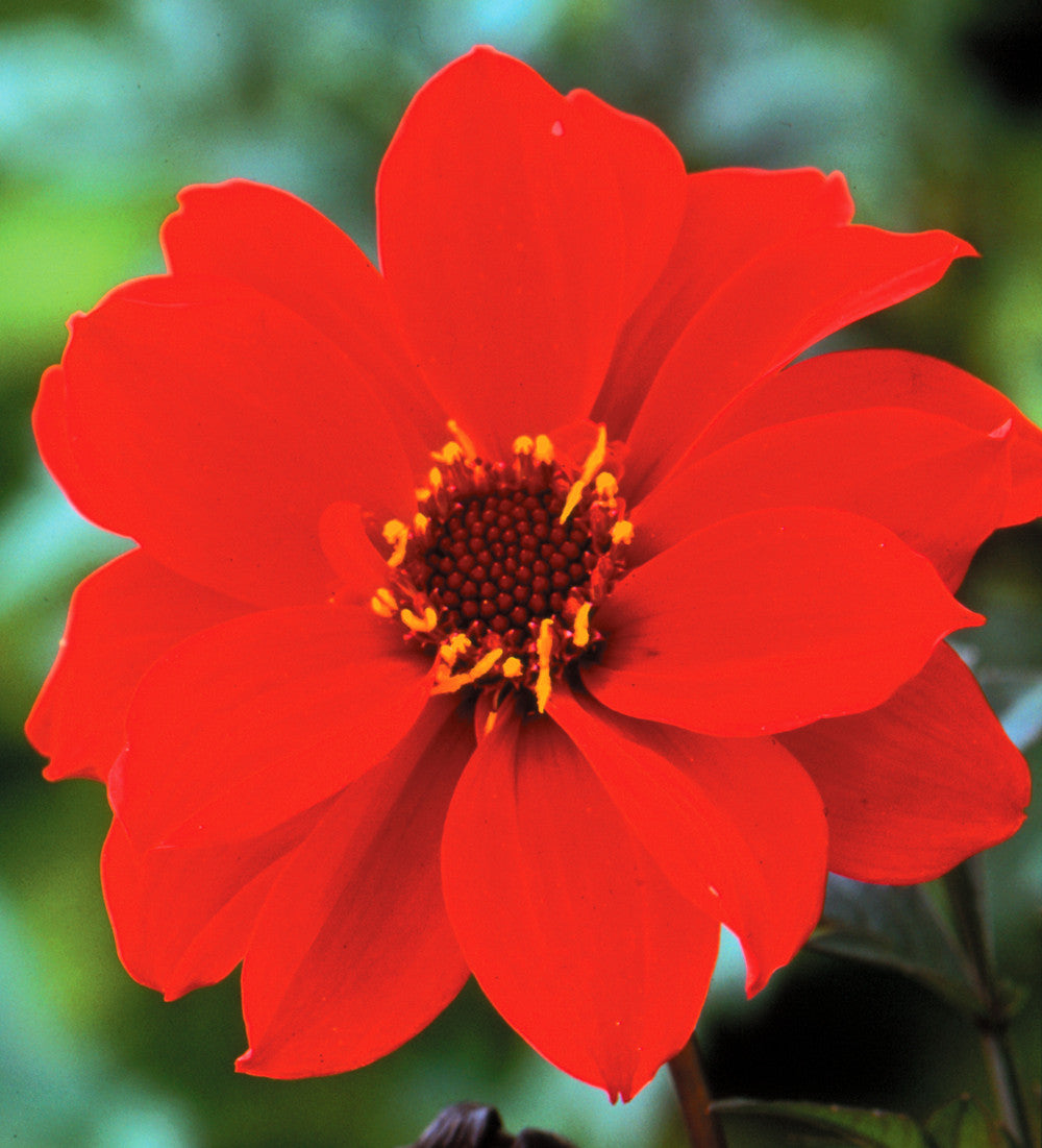 Dahlia 'Bishop of Llandaff'