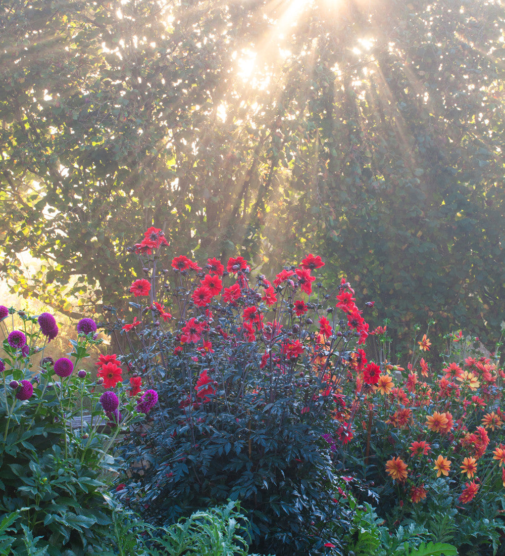 Dahlia 'Bishop of Llandaff'